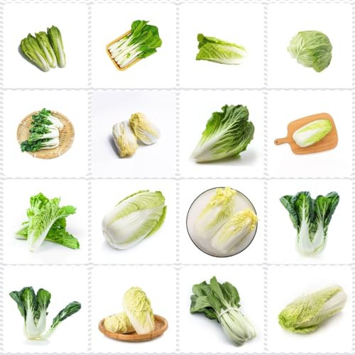 100 pezzi semi di cavolo cinese semi di piante decorative biologiche orto pak choi, Brassica rapa, semi di erbe piante in vaso resistenti aiuole rialzate per giardino semi di erbe selvatiche