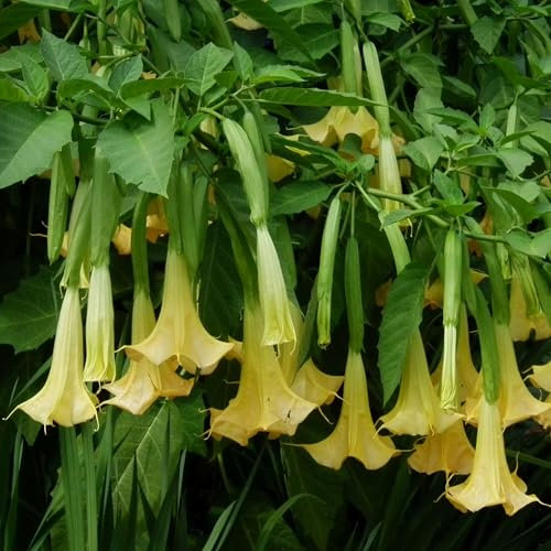Pianta vera di Brugmansia arborea Giallo - Diametro Vaso Ø 17 cm