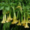 Pianta vera di Brugmansia arborea Giallo - Diametro Vaso Ø 17 cm