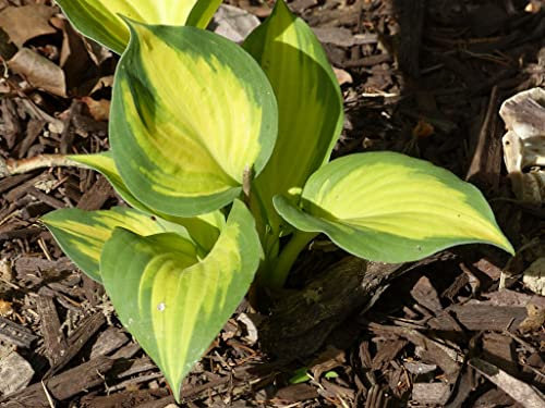 Suttons Potted Hosta Great Expectations Plantain Lily Hardy Garden Outdoor Plant with Green Foliage and White Summer Flowers, Ideal for Shade Beds and Patios, 1 x 1 Litre Pot