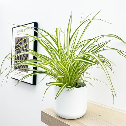 Spider Plant (Chlorophytum comosum) –Approximately 30–40cm Tall | Easy-Care Air-Purifying Houseplant | Classic Indoor Greenery