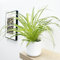 Spider Plant (Chlorophytum comosum) –Approximately 30–40cm Tall | Easy-Care Air-Purifying Houseplant | Classic Indoor Greenery