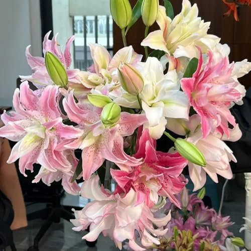 lilien zwiebeln winterhart mehrjährig - garten lilien blumen deko lilie stauden winterhart mehrjährig - seltene pflanzen serie - pflanzenkübel blumenzwiebeln mehrjährig 15pcs