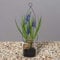 mucplants Künstliche Muscari im Glastopf ca. 17cm zum Stehen oder Hängen Kunstblume Frühlingsblume