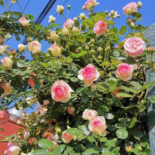 500 Pcs Rosenbaum Samen, Winterharte Pflanzen Für Garten, Pflanzen Garten, Rosa Chinensis, Blumenwiese Herbstaussaat Mehrjährig, Bio Saatgut Dachbegrünung Bodendecker Pflanzen Winterhart