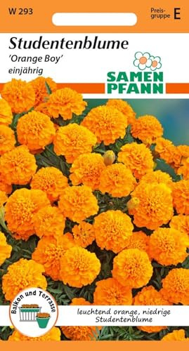 SAMEN PFANN® Tagetes, Orange Boy - Blumen-Samen Saatgut Tagetes-Samen Samen (Tagetes patula)