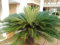 Aamish 10pcs palmier Cycas