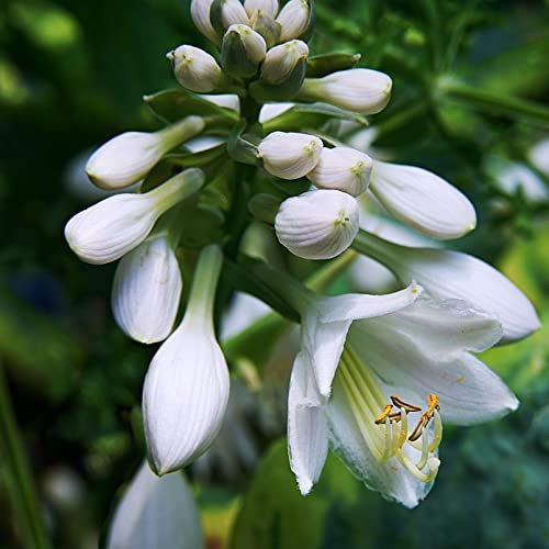 12 unità Hosta 'Big Daddy' - Hosta Vaso 9x9cm ±1 m² - Pianta Grande con Foglie Blu-Verdi per Giardini