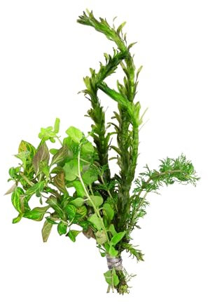 Kaltwasserpflanzen Bund Mix 12 Stängel - Teichpflanze - Aquariumpflanze