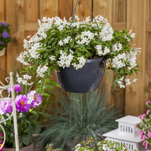 Sommerjasmin weiß, Ampeltopf-Ø 27 cm