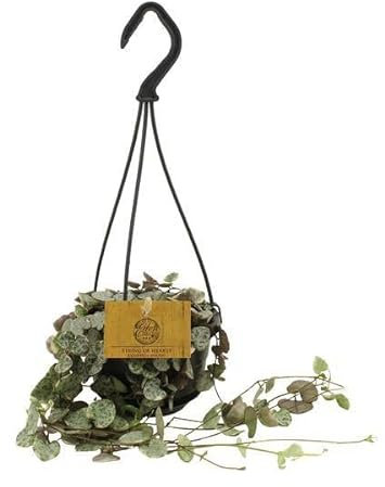 Ceropegia Woodii Variegata - Planta de interior (11 cm de diámetro, 15 cm)