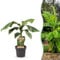GreenboutiQ - Plante Fruit - Banane Fibreuse Japonaise - Musa Basjoo - Résistante au Froid - Pot 21cm Hauteur 90cm