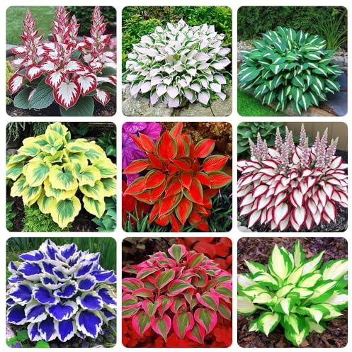 Más De 200 Variedades De Hostas, Amantes De La Sombra, Resistentes Al Frío, Fáciles De Cuidar, Con Combinaciones De Hojas De Colores Vivos, Ideales Para La Decoración De Jardines Al Aire Libre