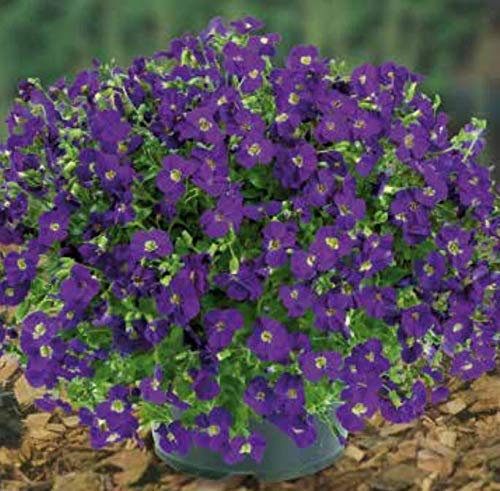 Portal Cool 8 Piante Aubretia Chianti viola perenne Aubrieta Plug