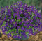 Portal Cool 8 Piante Aubretia Chianti viola perenne Aubrieta Plug