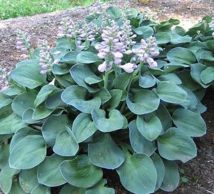 6 Hosta Blue Mouse Ears Mini Funkie winterharte Staude T9x9