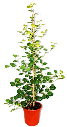 Mispelfeige Ficus deltoidea 17cm Topf ca. 80cm hoch
