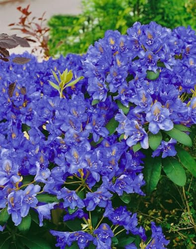 Zwerg-Rhododendron fastigiatum Intrifast 30-40 cm winterhart immergrün