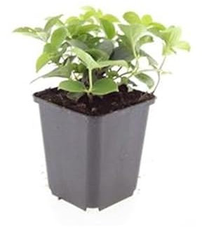 Exotenherz Bodendecker - Kanadischer Hartriegel - Cornus canadensis - 9cm Topf - Set mit 20 Pflanzen