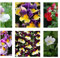 6 x Mixed Nemesia Plug Plants Perfect for Hanging Baskets or pots. Summer Garden Hanging Baskets. Stunning Nemesia. 3 Varieties 2 of Each in Collection.
