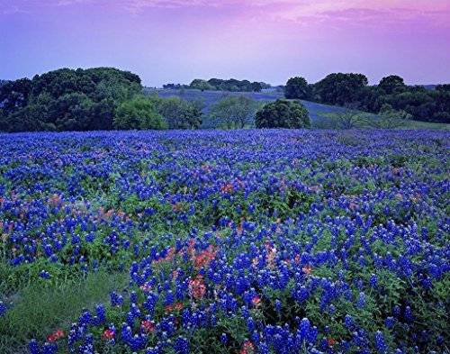 40+ Blaue Lupine Blumensamen Texas Blue Bonnet/Lupinus/Reseeding Jahres