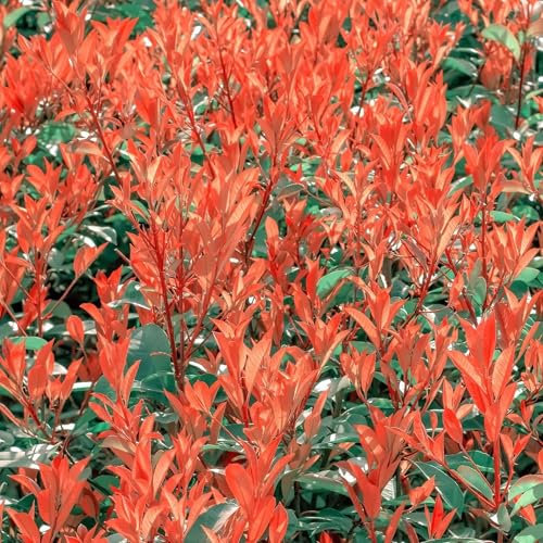 Pianta vera di Photinia x fraseri Chico Nana - Diametro Vaso Ø 18 cm