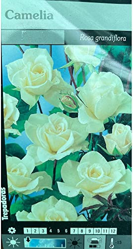 PLANTA TREPADORA NATURAL ROSAL CAMELIA M20 180CM PARA EXTERIOR FLOR COLOR BLANCO