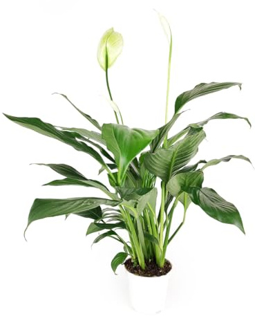 Live Indoor Flowering Houseplants, Spathiphyllum Green Peace Lily in 4 Grower Pot, Easy Care Plants