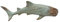 MichaelNoll Hai Haifisch Fisch Dekofigur Skulptur Statue Polyresin Modern - Maritime Deko für Wohnung in Holz-Optik - Dekoration für Wohnzimmer, Schlafzimmer oder Badezimmer - 33,5x13x7,5 cm