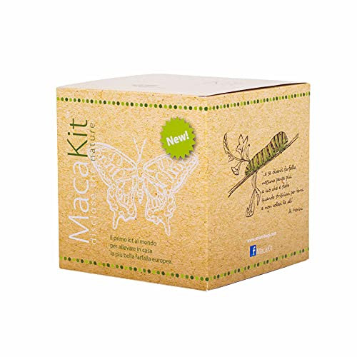 MacaKit , das Kit zum Züchten von Schmetterlingen der Machaon - Art zu Hause - pädagogisches Experiment, naturwissenschaftliche Lernsets für Kinder, Geschenkideen für Babys, Mädchen, Geburtstag