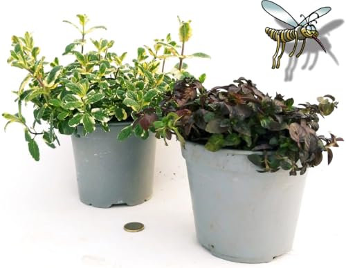 POWERS TO FLOWERS - MENTA MOJTO BIO VARIEGATA e MENTA GLACIALE NERA, 2 PIANTE, piante vere