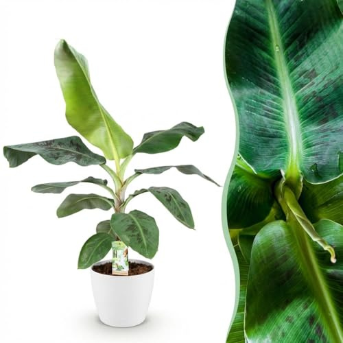 Musa acuminata Dwarf Cavendish - Bananenpflanze - Pflegeleicht - Grün - mit Potter White - 70-75cm - Ø21cm - Zimmerpflanze - Komplettes Set - Pflanze mit Topf