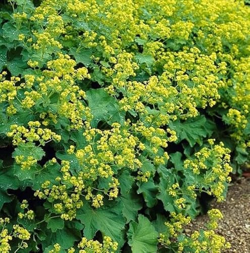 Oasis of Life Weicher Frauenmantel Alchemilla mollis – 10-25cm – Ø9cm