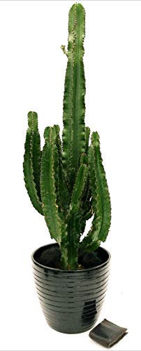 POWERS TO FLOWERS - EUPHORBIA VULCANA ERITREA, SPINA DI CRISTO, CACTUS DEL FREDDO IN VASO CERAMICA NERO, vaso 30cm altezza 130cm, pianta vera