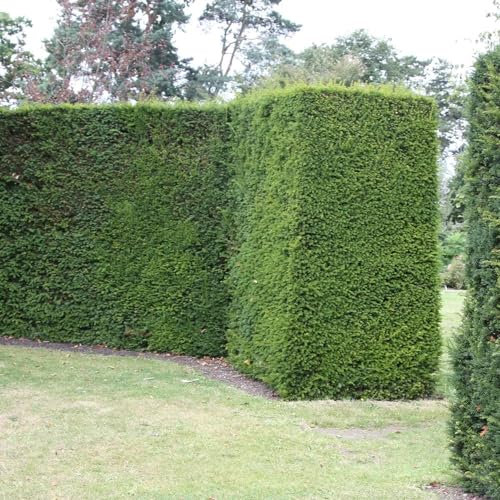Plant theory 20cm Fastigiata Robusta English Yew Conifer Tree Taxus Baccata Evergreen 9cm Pot