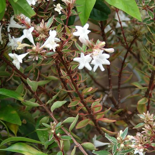 Pianta vera di Abelia x grandiflora Compacta - Diametro Vaso Ø 24 cm