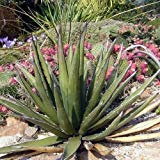 Agave Shin Dagger Sukkulente Samen (Agave lechuguilla) 20 + Seeds (40+)