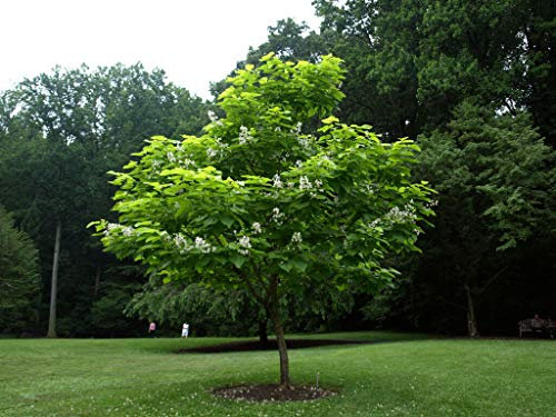 Catalpa bignonioides “Albero dei sigari”, Pianta in vaso, Piante vere da esterno 60/80 cm, Vivaio di Castelletto