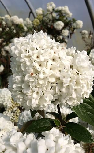 Schneeball 'Viburnum Eskimo' blütenreich und duftend Hochstamm 60-80 cm Winterhart Freilandaufzucht