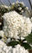 Schneeball 'Viburnum Eskimo' blütenreich und duftend Hochstamm 60-80 cm Winterhart Freilandaufzucht