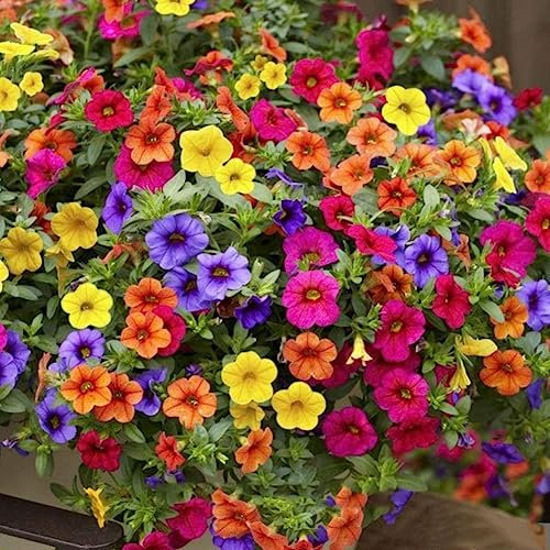100 Unids Colgante Mixto Petunia Semillas Flor Planta Hogar Jardín Balcón Bonsai Decoración Flor Fruta Árbol Vegetal Semillas Semillas de petunias