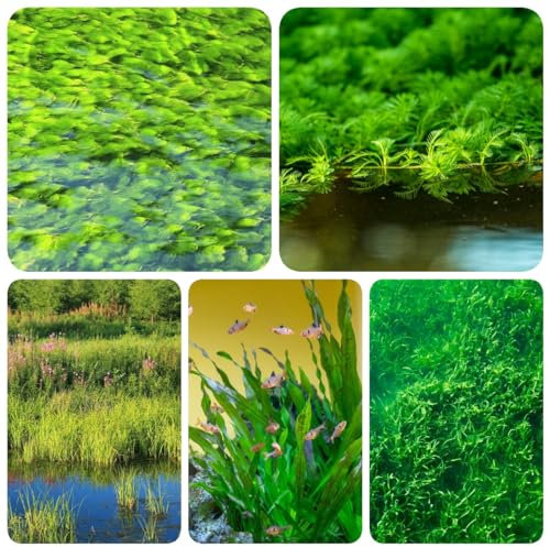 1000 piezas plantas de acuario semillas hierba - plantas acuáticas - mini estanque de plantas flotantes (Macrófitos) plantas de acuario reales semillas de bonsái plantas perennes resistentes