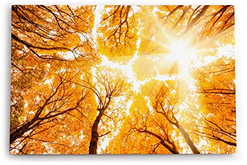 Paul Sinus Wandbilder Deko Kunstdruck 90x60cm Bäume Baumkronen Eiche Sonnenstrahl Sonnenschein Wald