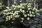 Hydrangea paniculata 'Phantom' 40-60 cm - Rispenhortensie, cremeweiße Blüten, Blütezeit Juli-September, ideal für Rabatten, pflegeleicht und winterhart