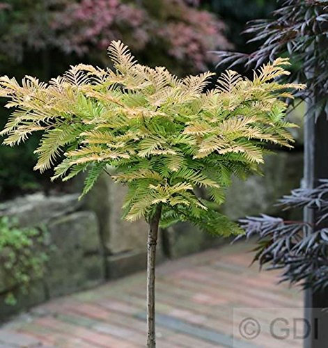 Hochstamm Kugel Urweltmammutbaum Matthaie 40-60cm - Metasequoia glyptostroboides
