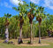Rare WASHINTONIA ROBUSTA @ messicano Palma nana Ornamentali Palme Seed 25 semi