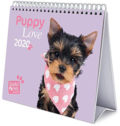 Erik® Studio Pets Dogs Deluxe Tischkalender 2020 (17x20 cm)