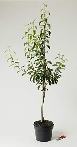 Birne Williams Christbirne Birnenbaum - Pyrus communis Williams Christbirne 120-160 cm hoch - Garten von Ehren