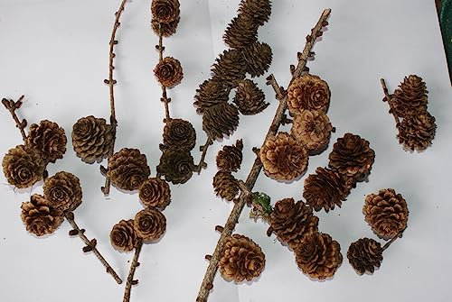 Echte Lärchenzapfen Lärchenzweige Tannenzapfen Tanne Lärche Zweige zum Basteln Floristik Deko Natur