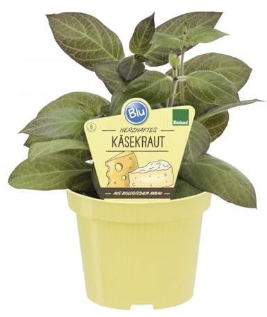 Käsekraut in BIO-Qualität - Paederia lanuginosa - Kräuterpflanze im 12cm Topf